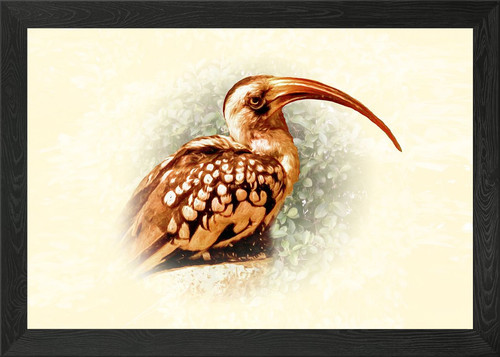 Hornbill bird portrait - , framed