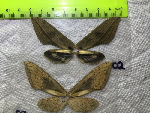 Lpsp a xylophanes - 02,