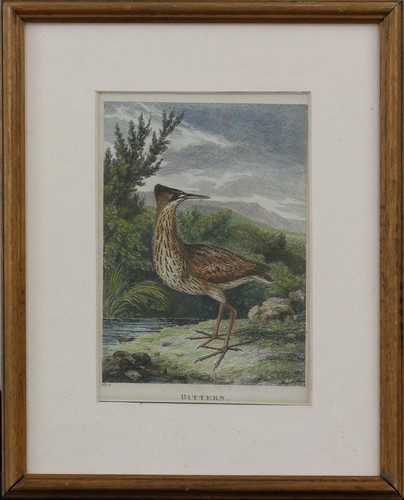 Hand coloured engraving - , by