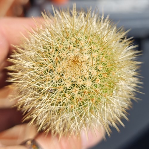 Mammillaria spinosissima - spinosissima,