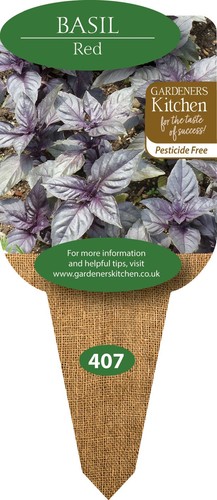 Basil red ruben 3 - ruben', 10cm