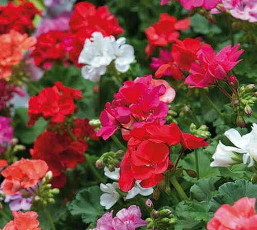 Geranium jackpot mixed f1 - 'jackpot,
