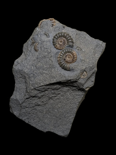 Promicroceras pair charmouth - promicroceras, pair.