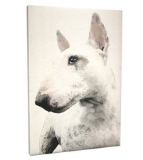 English Bull Terrier Box