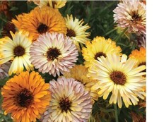 CALENDULA SEEDS – PLAYTIME MIX – 75 SEEDS - THOMPSON & MORGAN