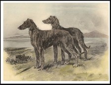 DEERHOUND DOGS VINTAGE STYLE