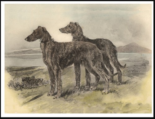 Deerhound dogs vintage style - dogs,