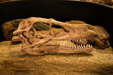 High Quality velociraptor