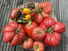 50 + MIXED TOMATO SEEDS-A