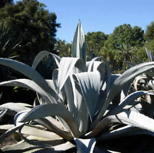 Agave americana - Century