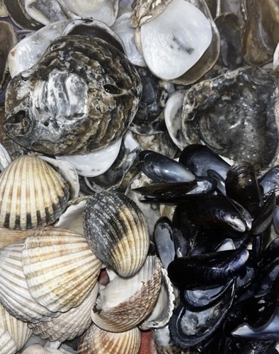 1kg fresh beach shells oyster - 1kg,