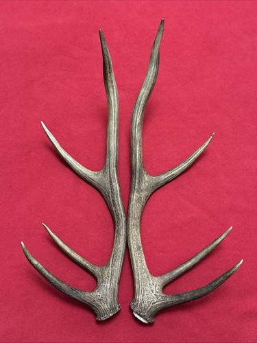 Pair red deer - of, antlers