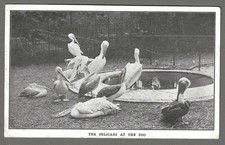Vintage postcard The Pelicans