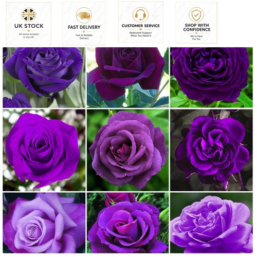 Elegant climbing purple - climbing, rose