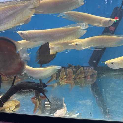 Albion sliver arowana inch - arowana, 8-9