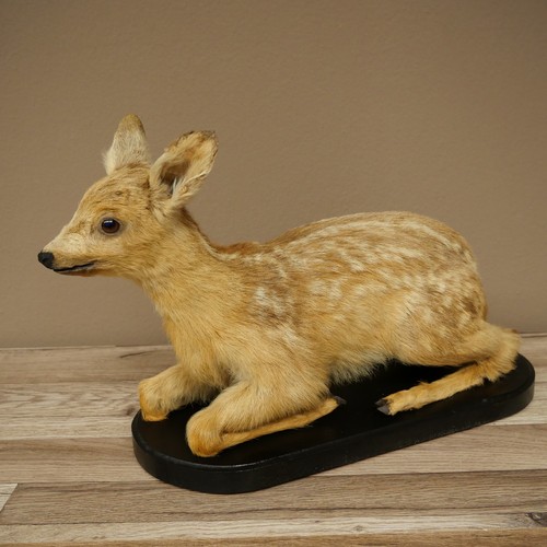 Used rehkitz taxidermy lying - rehkitz,