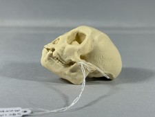 Replica animal skull Squirrel