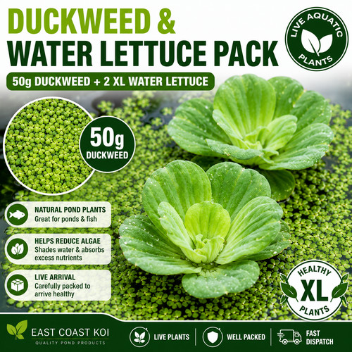 50g duckweed xl - 50g, 2