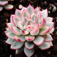 Echeveria Mebina variegated