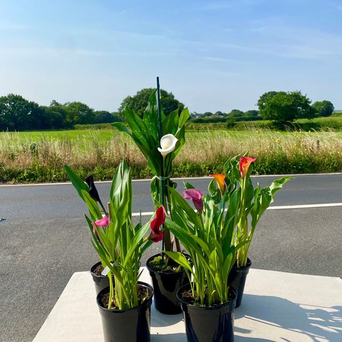 Zantedeschia mixed lily - zantedeschia,
