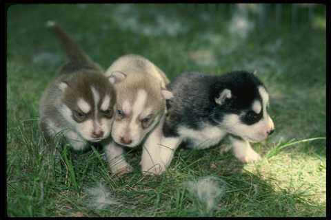 247003 siberian husky - 247003, pups