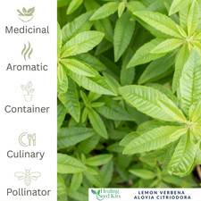 Herb Plant 9cm Pot | Culinary, Medicinal & Tea Herb – Healthy & Vigorous