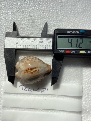 Cypraea teuleri excellent - cypraea,
