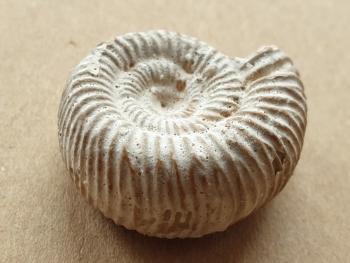 Top perisphinctes malm - perisphinctes,