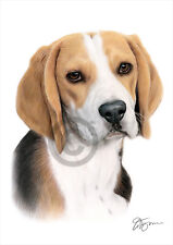 BEAGLE colour pencil drawing