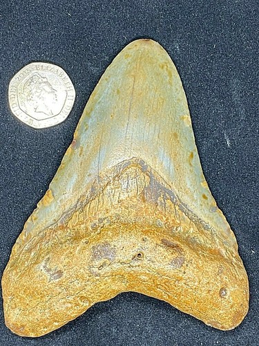 Prehistoric fossil - 4",