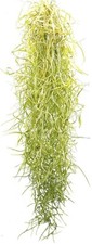 Spanish Moss - Tillandsia