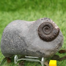 Peronoceras ammonite fossil