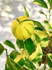 Citrus limon VARIEGATED -