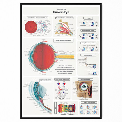 Human eye anatomy poster - anatomy,