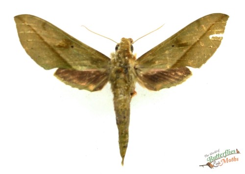 Hawk moth xylophanes - hawk,