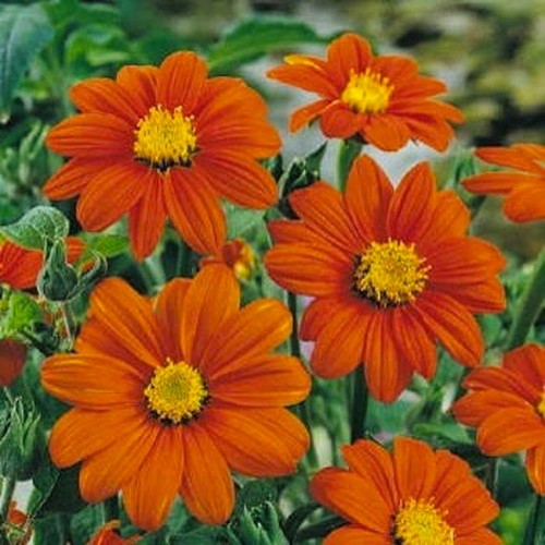 Tithonia rotundifolia mexican - rotundifolia,