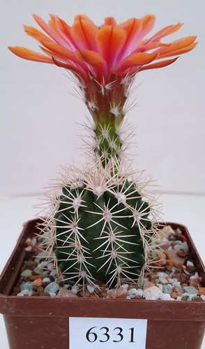Echinocereus
