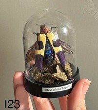 Chrysochroa Buqueti- Red