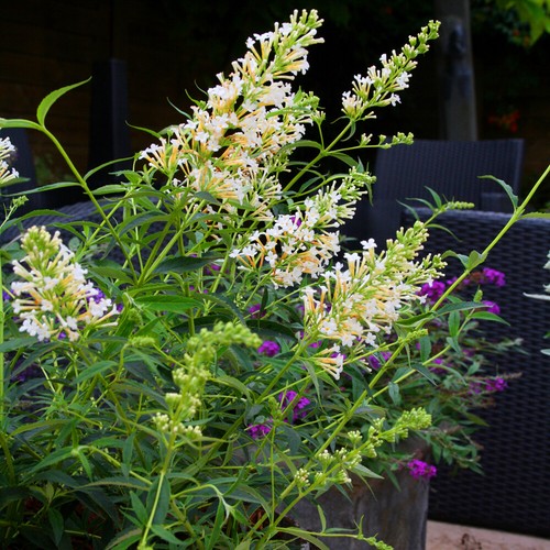 Buddleia petite snow - 1, x