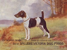 SMOOTH FOX TERRIER DOG IN