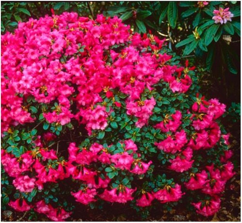 Dwarf rhododendron japonica - rhododendron,