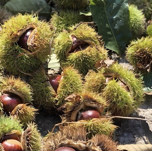 Chestnuts sweet organic - chestnuts,
