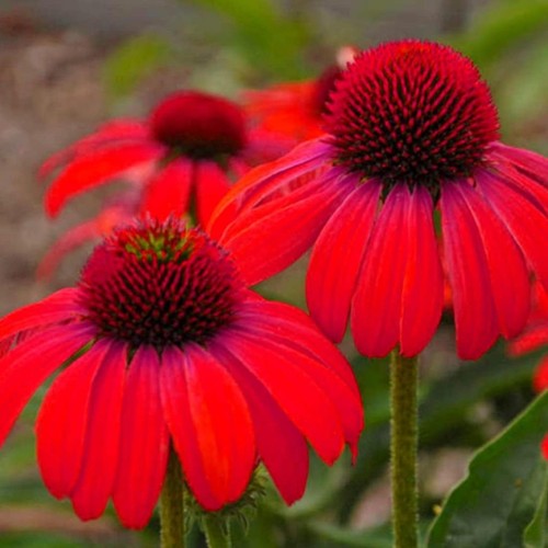 Echinacea red shades - echinacea,