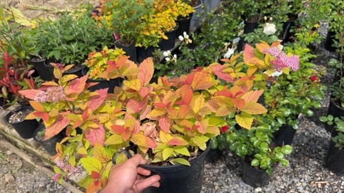 Large litre pot spirea - 5,