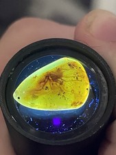 Insect Inclusions In Burmese 99myo Amber - Perfect For Jewellery