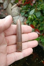 Fossil Belemnite Germany Polished (Squid)   Specimen, 75mm