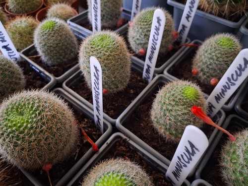 Rebutia miniscula cactus plant - rebutia,