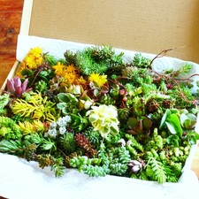 Winter Hardy Succulent