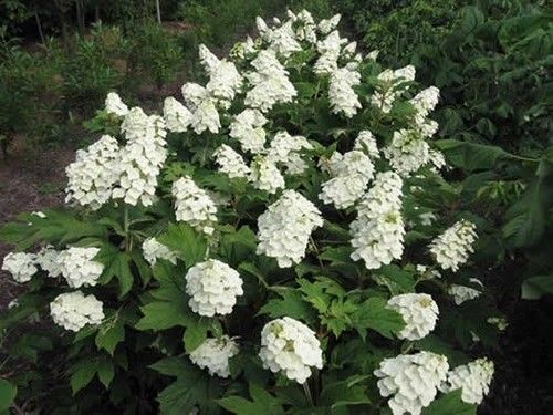 Hydrangea quercifolia pee wee - quercifolia,