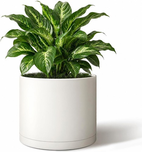 10inch round cylinder - 10inch, plant